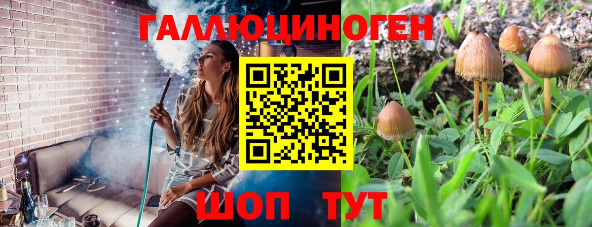 Псилоцибиновые грибы Psilocybine cubensis Королёв