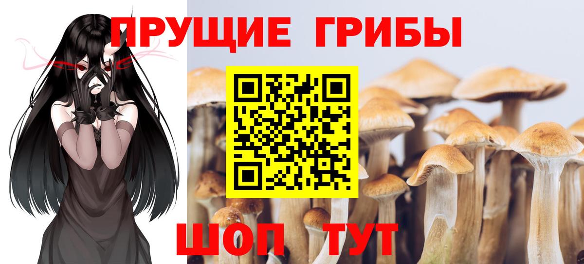 Королёв  Псилоцибиновые грибы Cubensis  Вход с VPN 